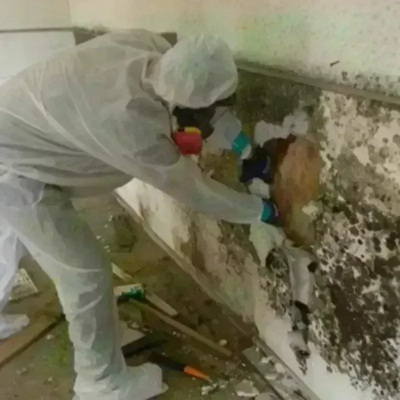 Mold Remediation and Removal in Newcastle, WY